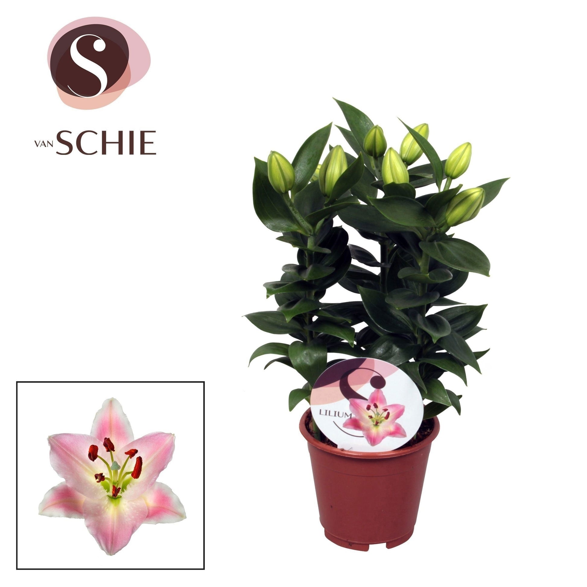 Lilium Souvenir 34cm 13cm Pot