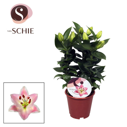 Lilium Souvenir 34cm 13cm Pot