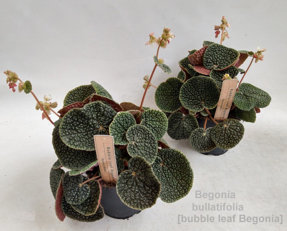 Hofstede Hovaria Begonia blad mixkar Pack of 4