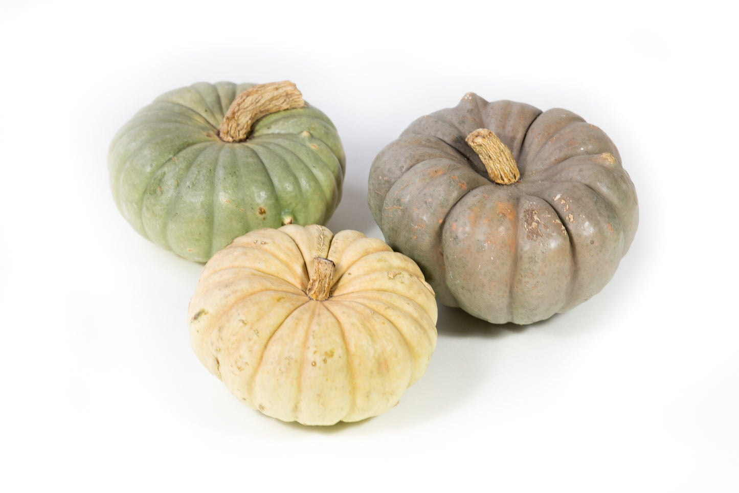 Cucurbita Modern mix 10cm 13cm Pot