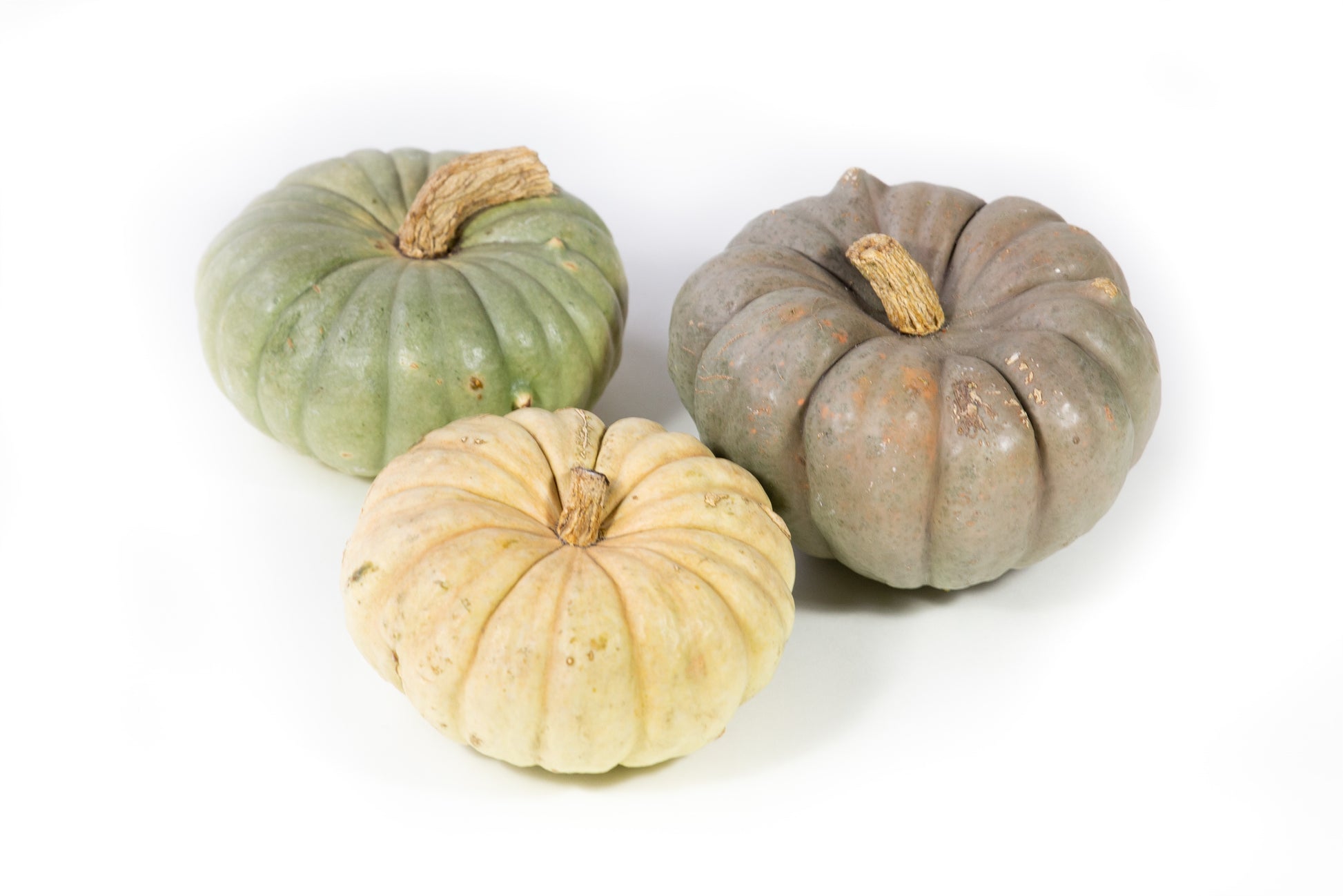 Cucurbita Modern mix 10cm 13cm Pot