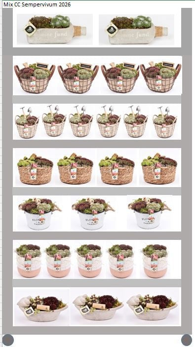 arr. Sempervivum 999cm Pot