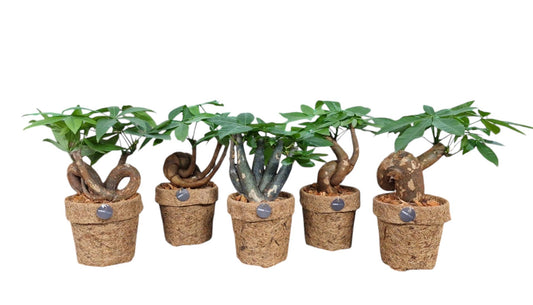 Pachira aquatica 30cm 13cm Pot