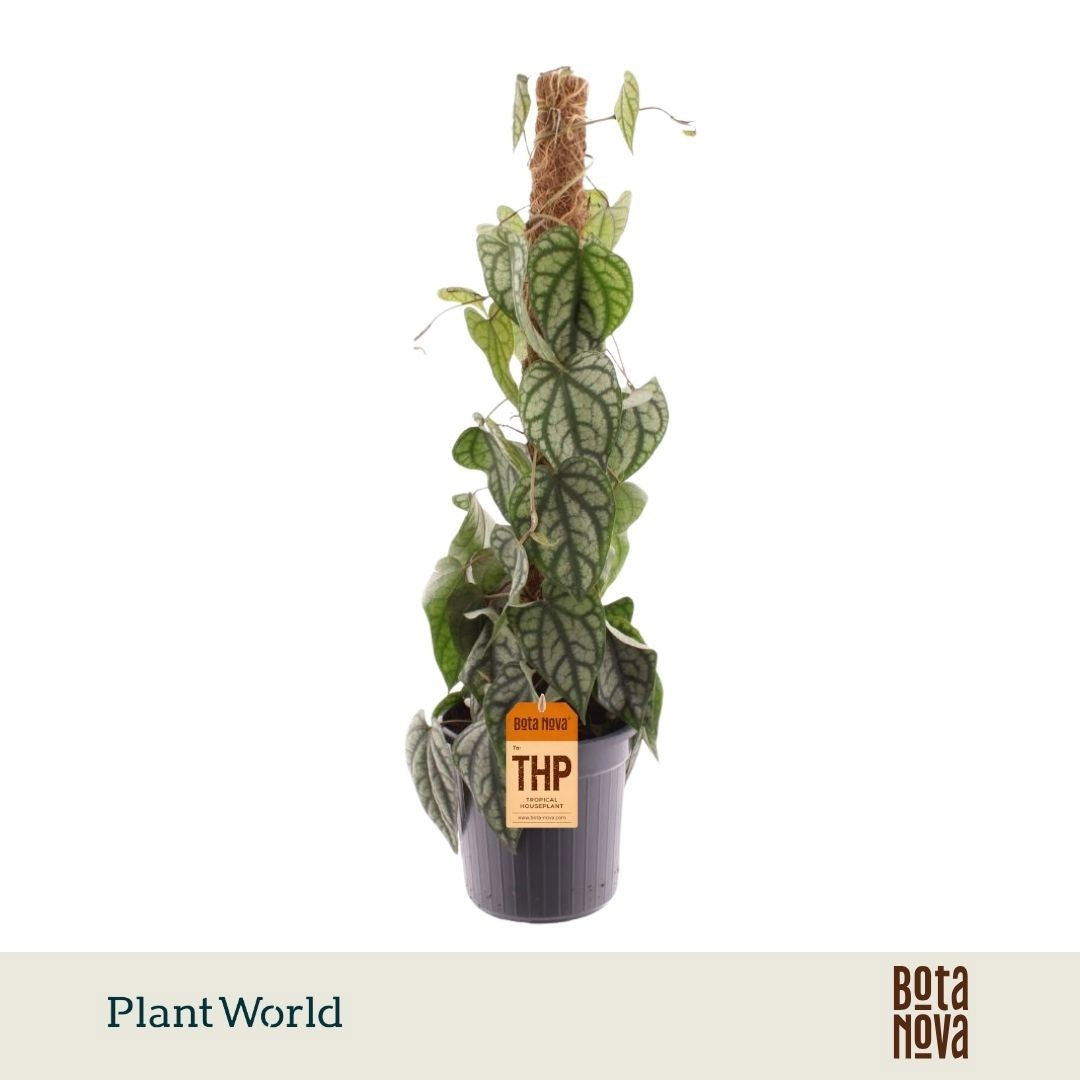 Piper sylvaticum 60cm 16cm Pot