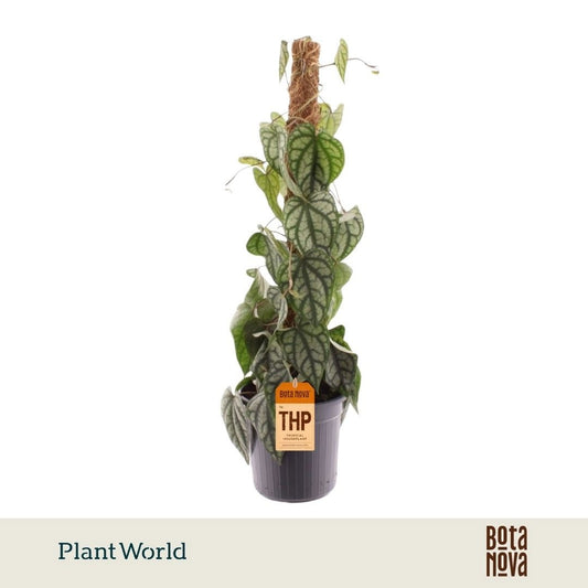 Piper sylvaticum 60cm 16cm Pot