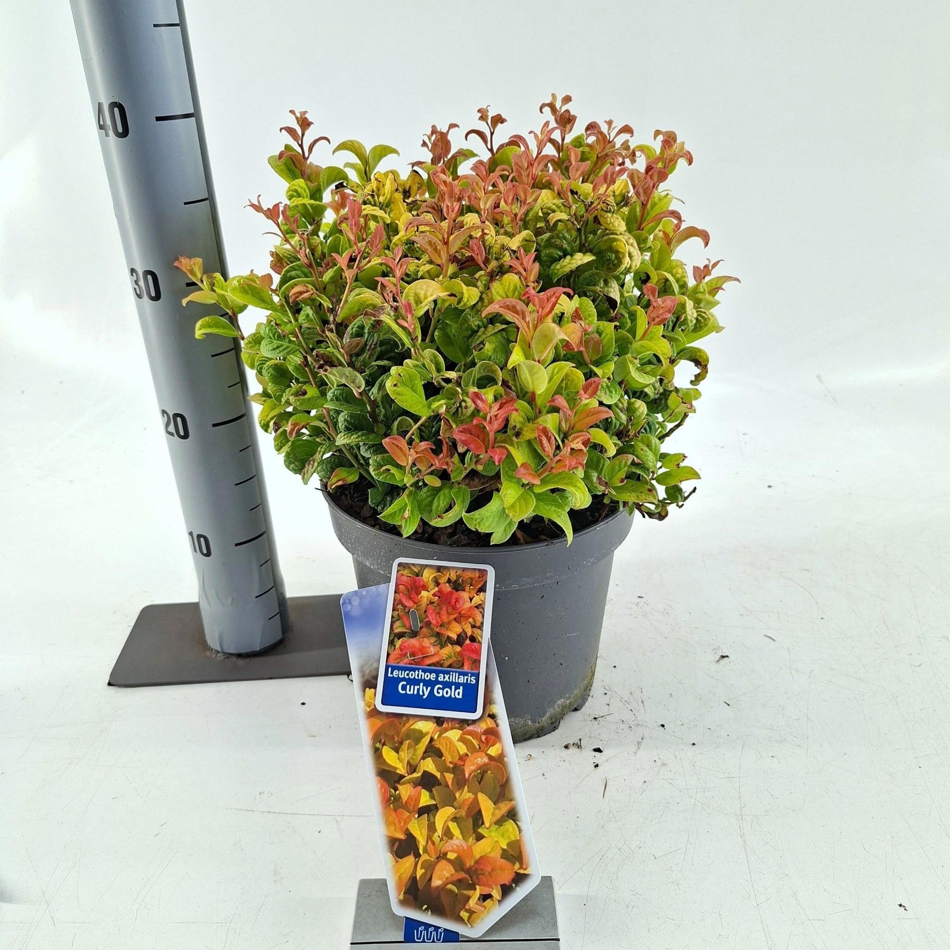 Leucothoe Curly Gold 35cm 23cm Pot