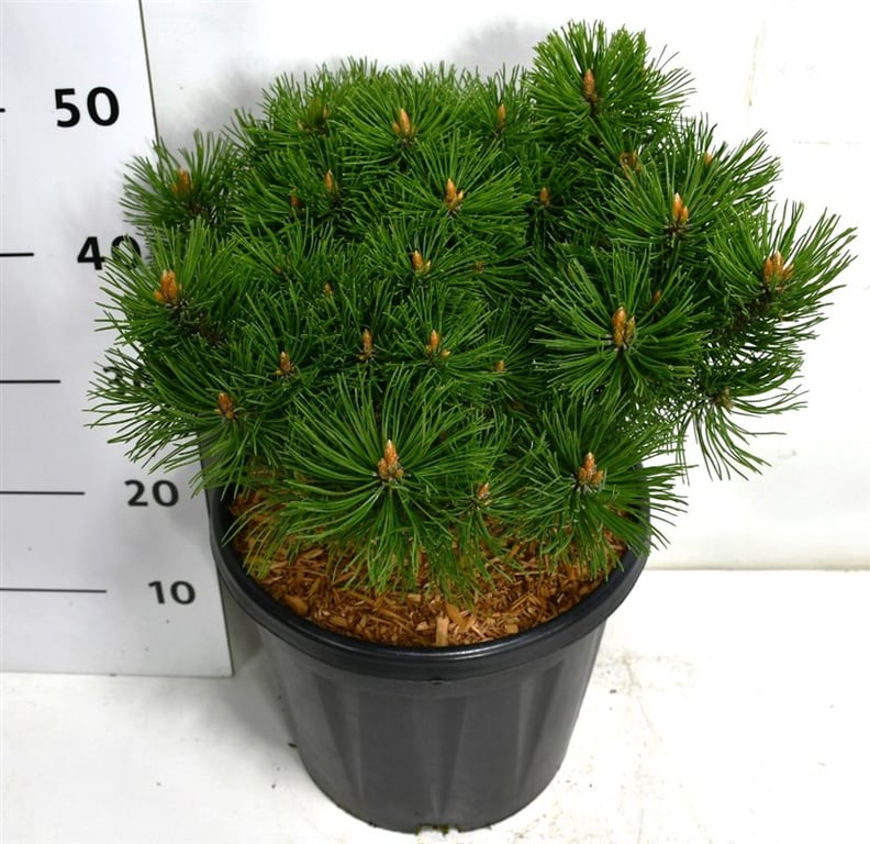 Pinus mugo Mumpitz 55cm 32cm Pot