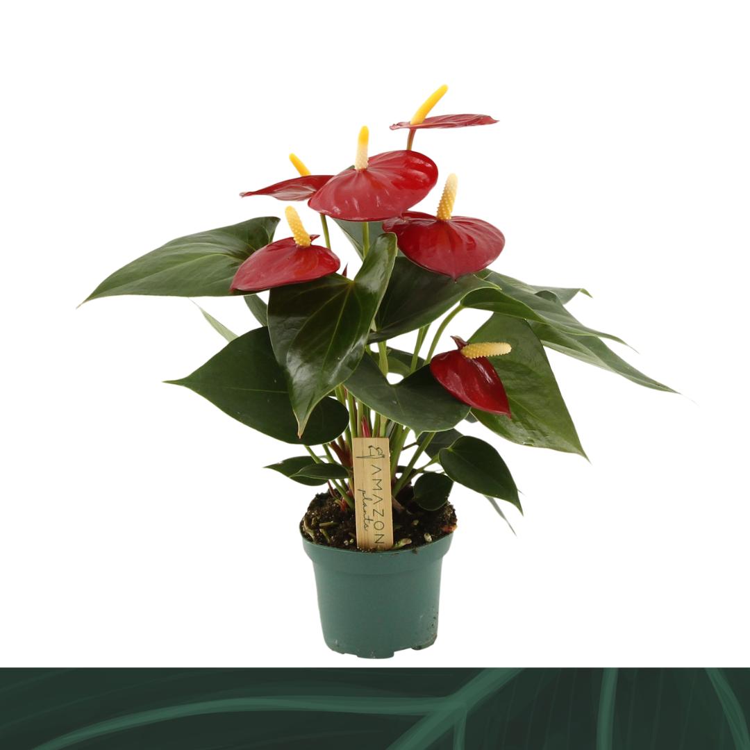Amazoneplants BV Anthurium Aroha Pack of 12