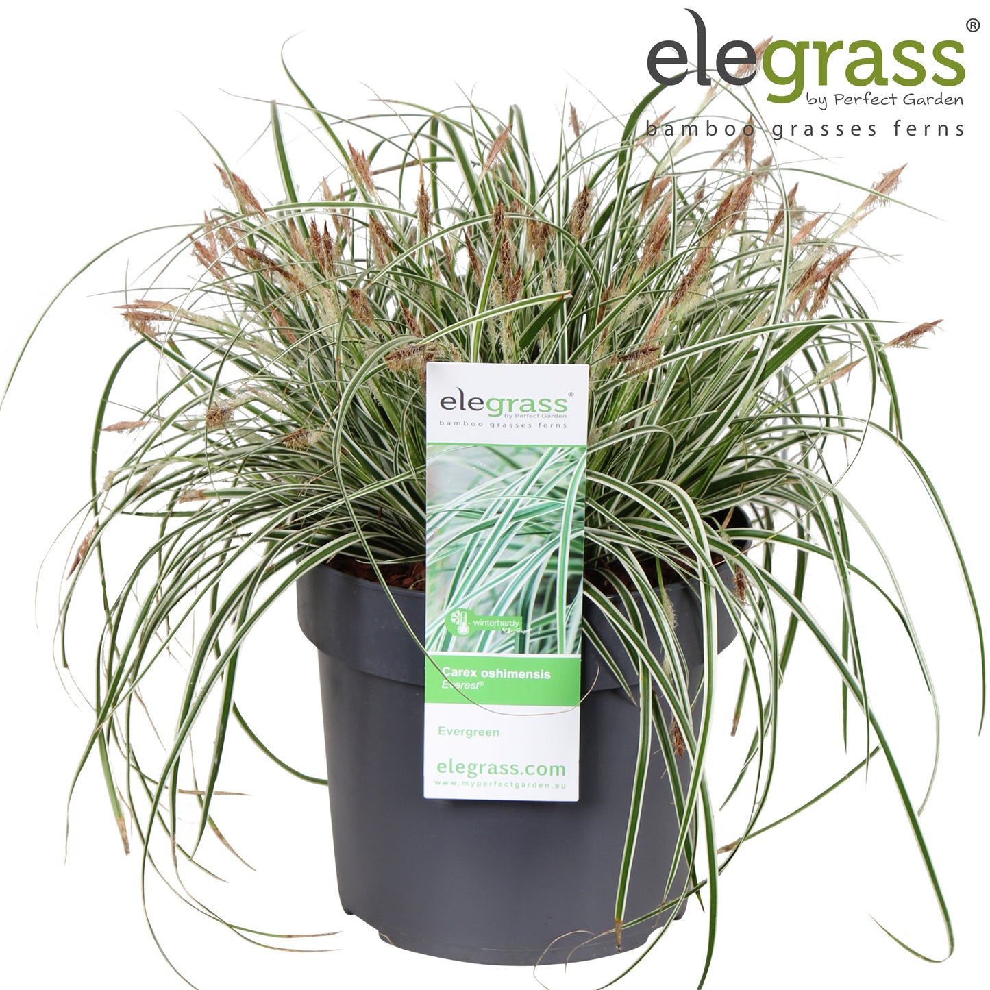 Hoogeveen Plants BV Carex Everest Pack of 1