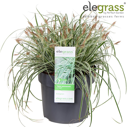 Hoogeveen Plants BV Carex Everest Pack of 1
