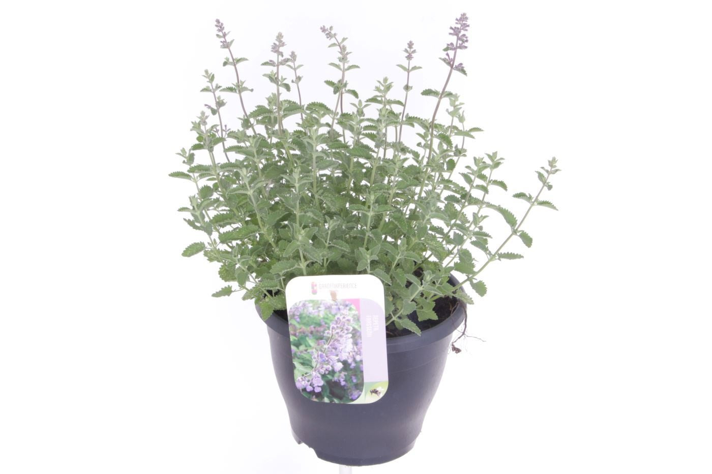 Nepeta faa. Walker's Low 50cm 23cm Pot