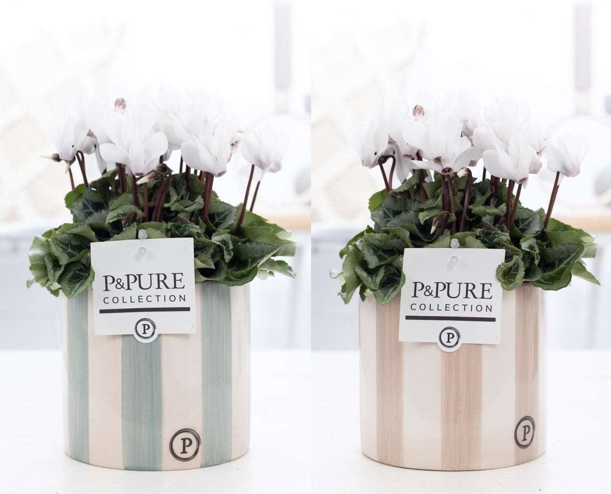 Cyclamen Picasso 25cm 14cm Pot