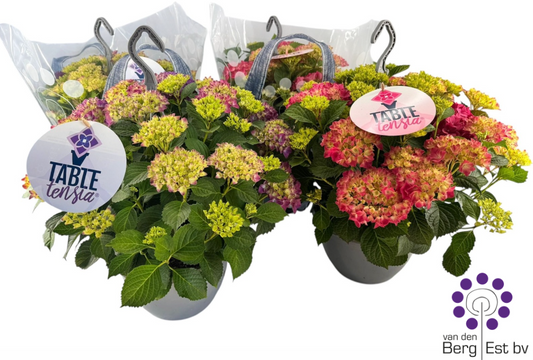 Hydrangea macr. Tabletensia 35cm 23cm Pot
