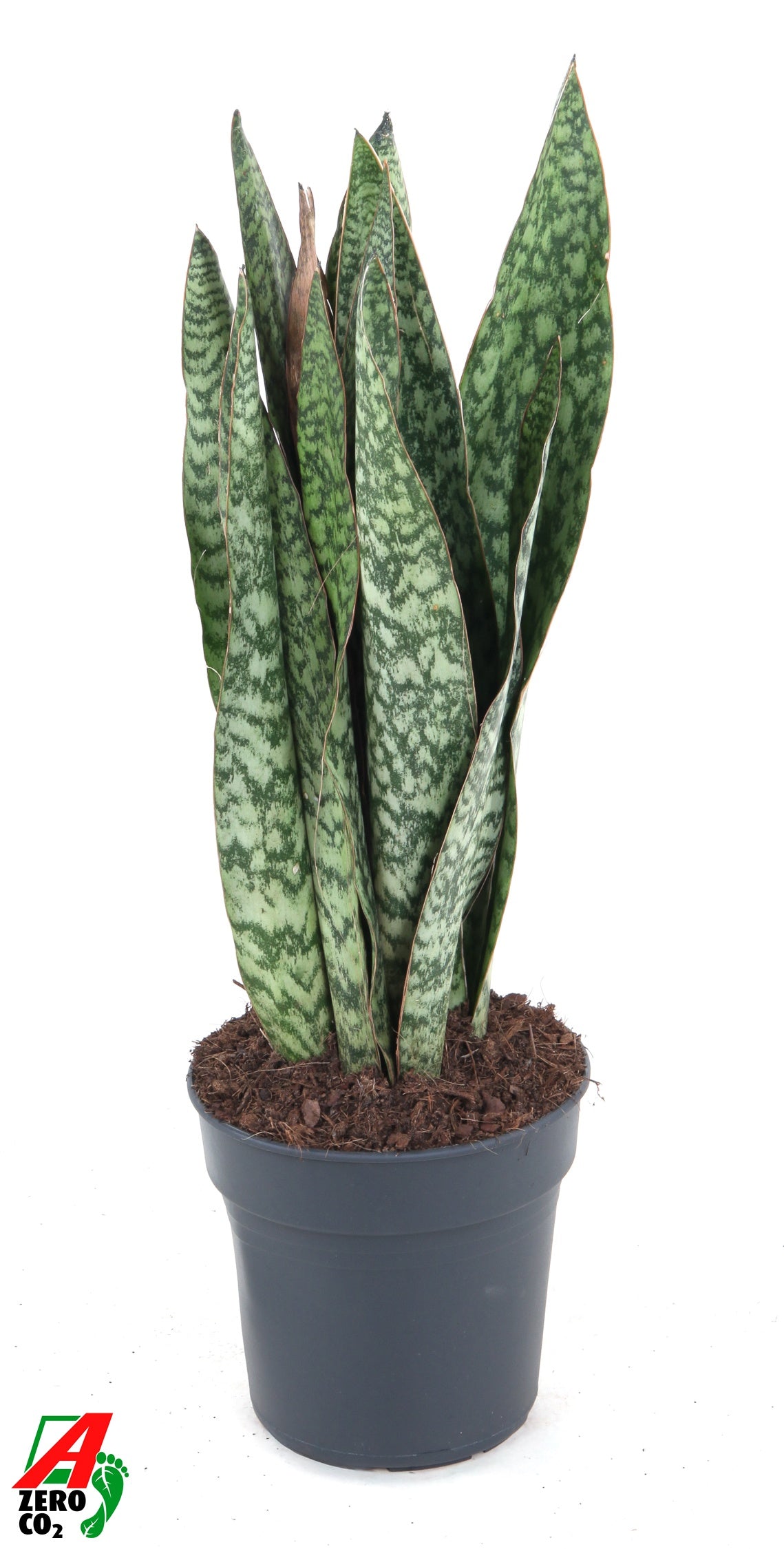 Sansevieria 80cm 21cm Pot