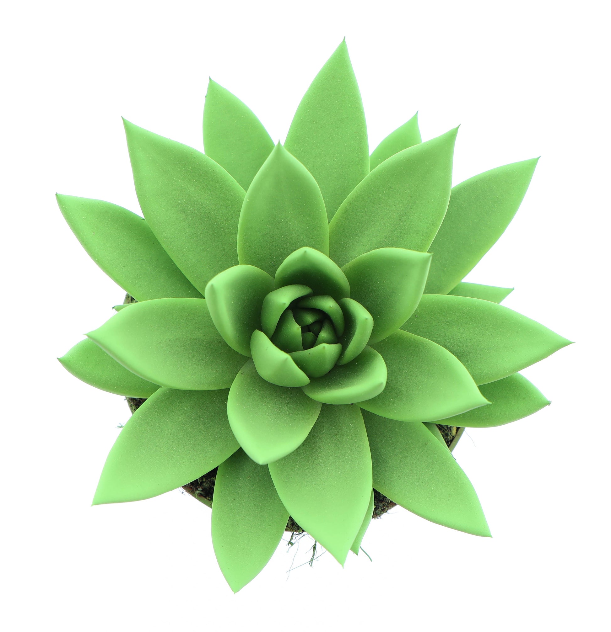 Rainbow bright green 12cm 10.5cm Pot