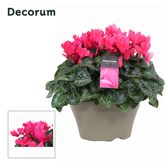 Cyclamen Garden pink 30cm 22cm Pot