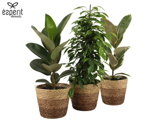 Ficus mix 65cm 17cm Pot