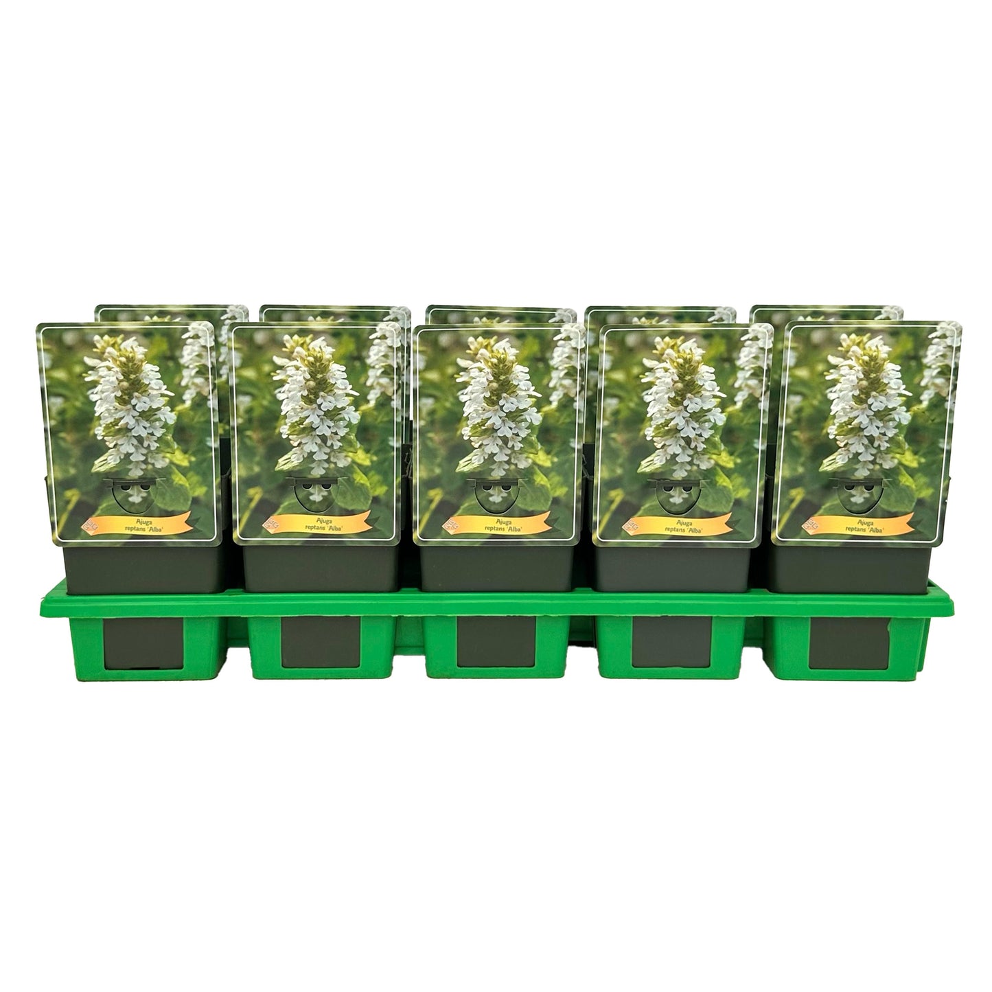 Gebr. Griffioen Ajuga reptans Alba Pack of 10
