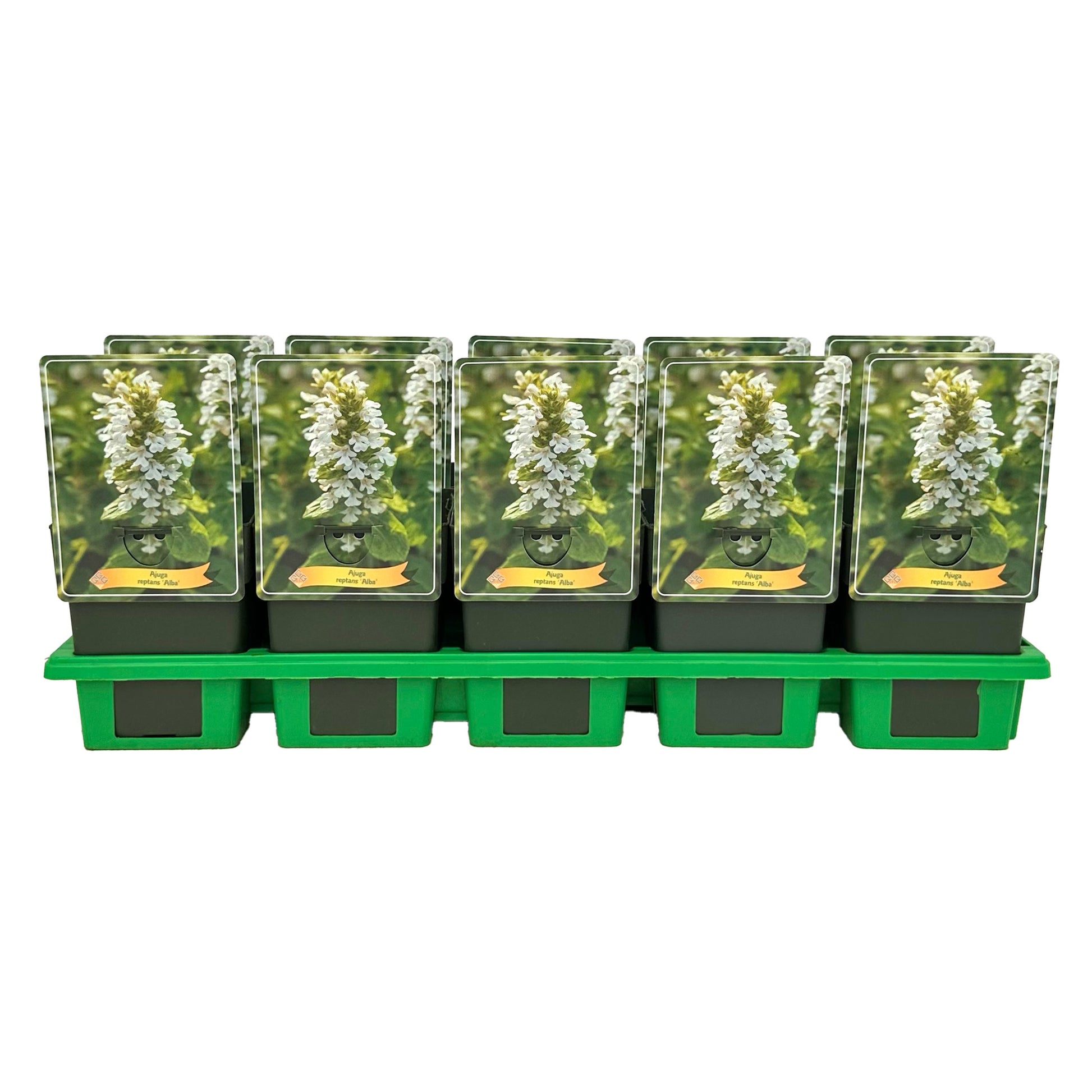 Gebr. Griffioen Ajuga reptans Alba Pack of 10