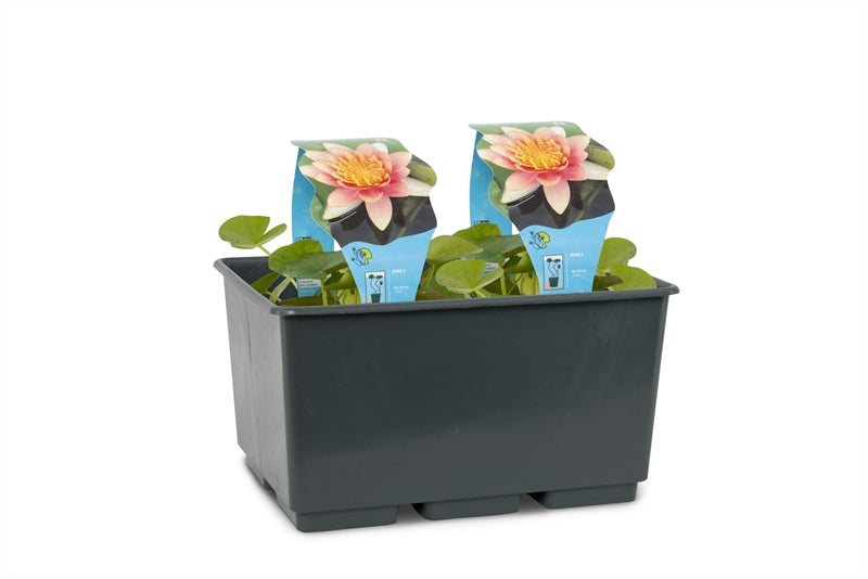 Waterplkw R. Moerings Nymphaea Aurora Pack of 2