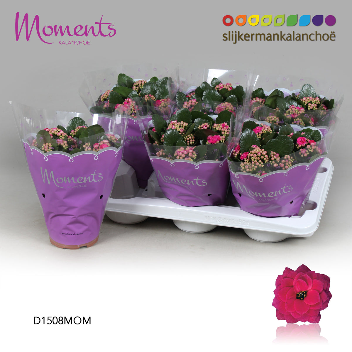 Kalanchoe purple 26cm 15cm Pot