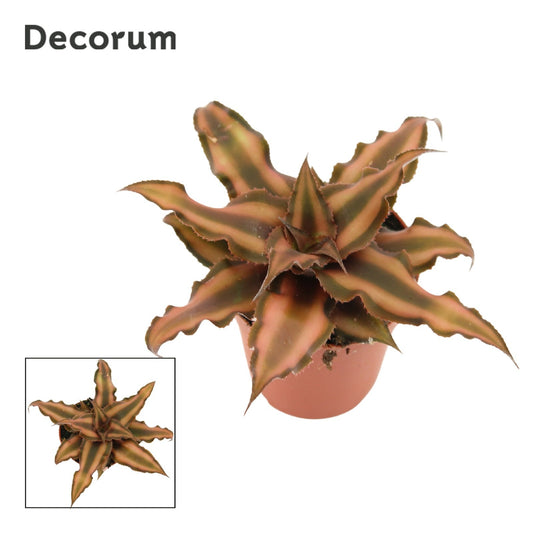 Cryptanthus bivittatus 6cm 6cm Pot