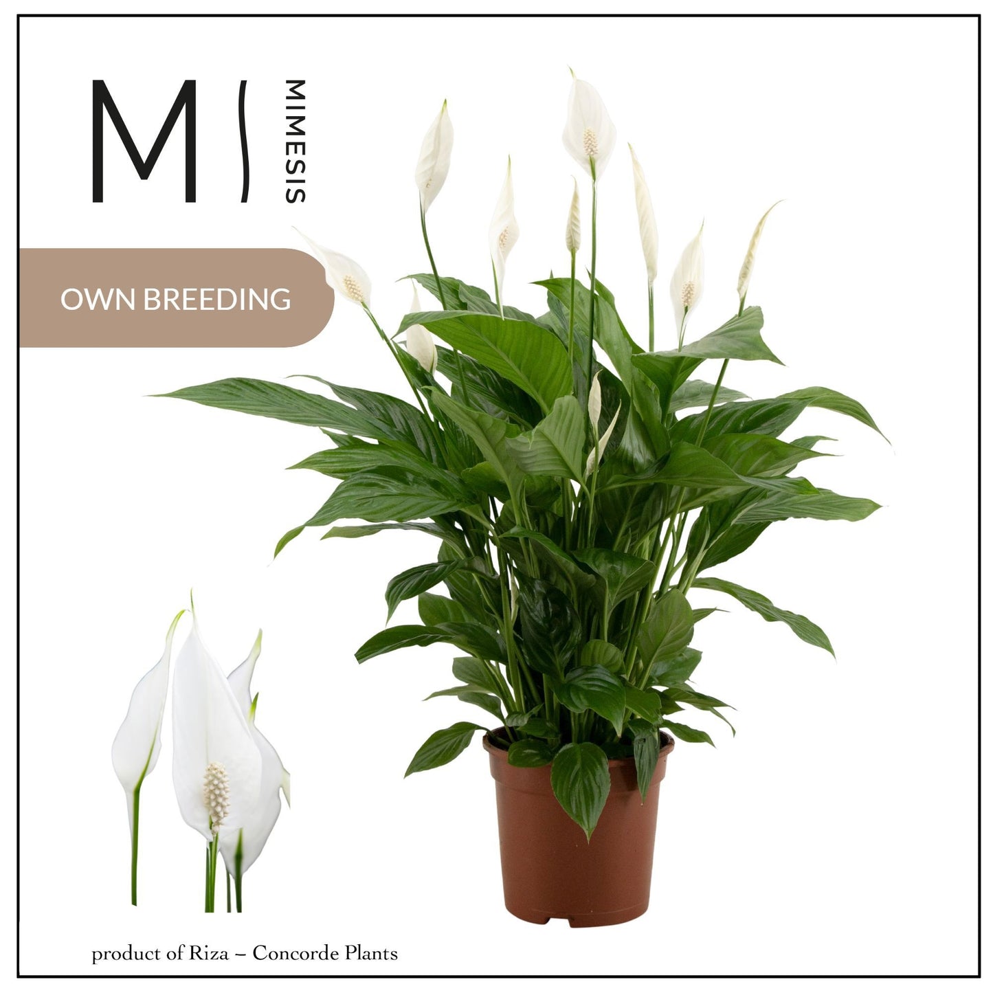 Spathiphyllum Vivaldi 65cm 17cm Pot
