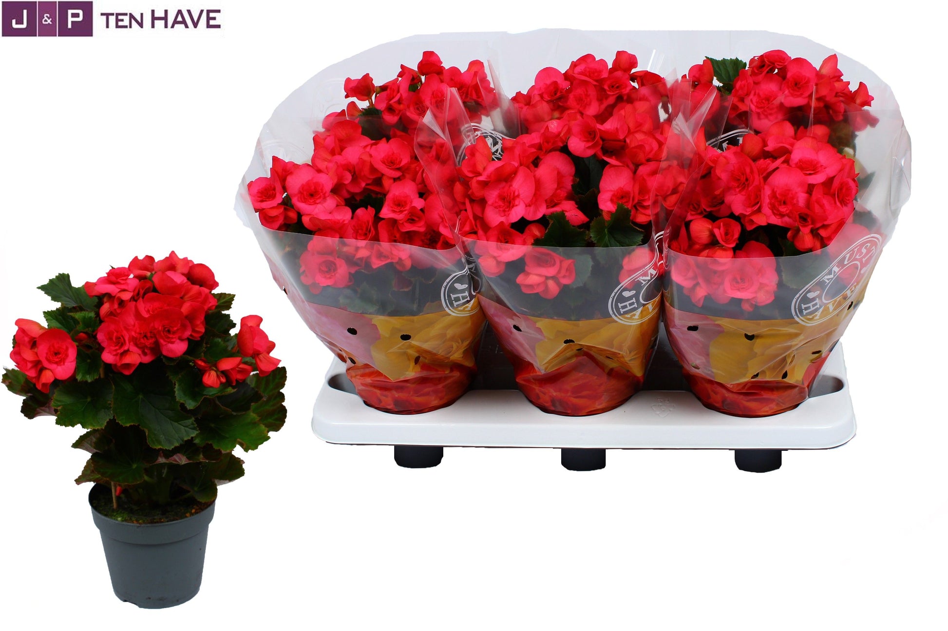 Begonia el. Serena 32cm 14cm Pot