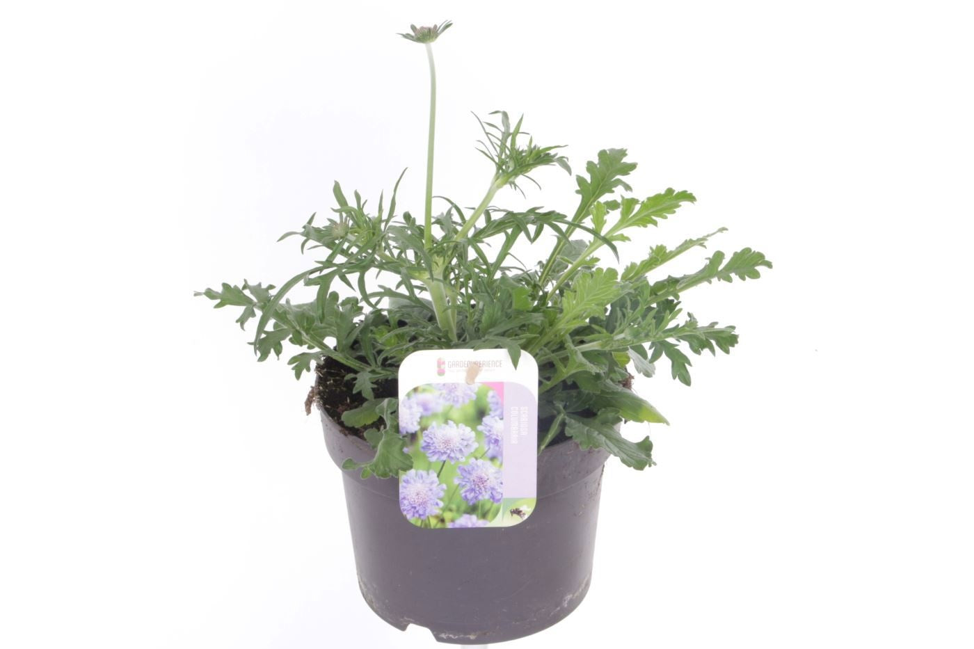 Scabiosa columbaria 40cm 17cm Pot