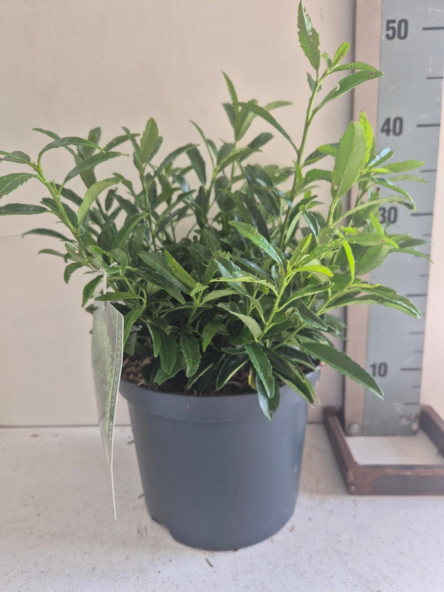 prunus-otto-luyken-50cm-23cm-pot