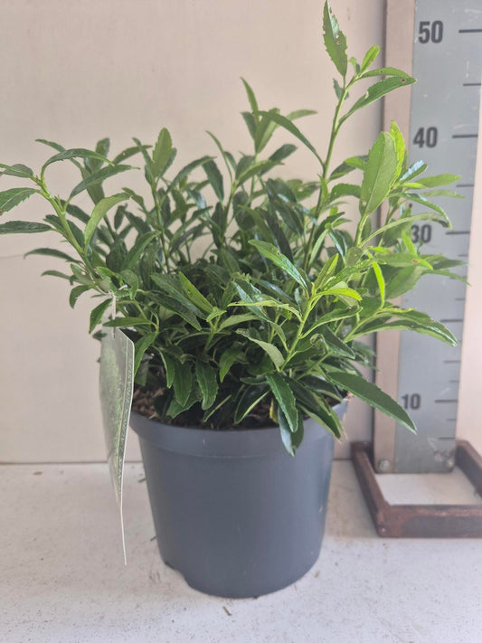 prunus-otto-luyken-50cm-23cm-pot