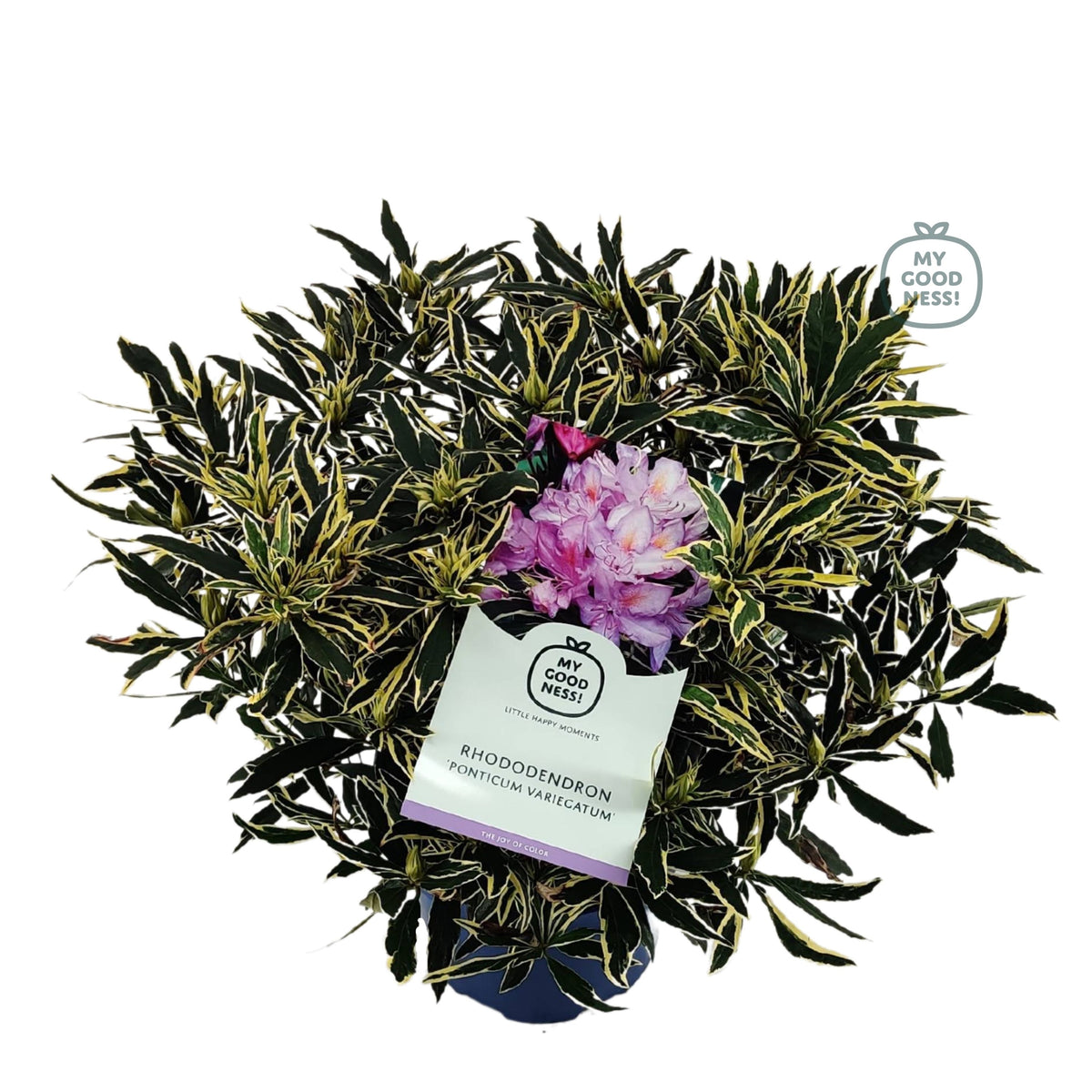 Rhododendron pon. variegatum 70cm 26cm Pot