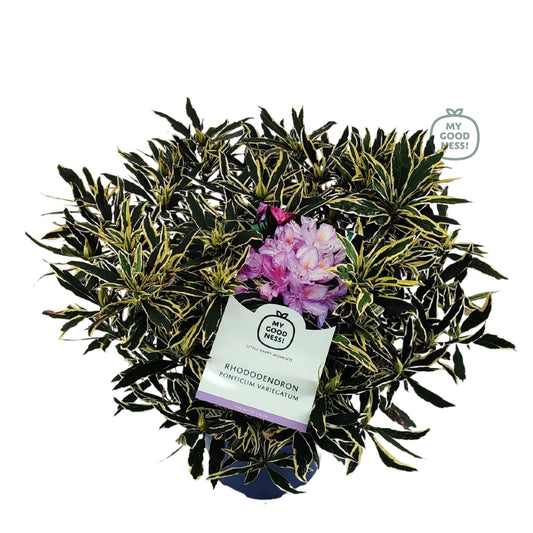 Rhododendron pon. variegatum 70cm 26cm Pot