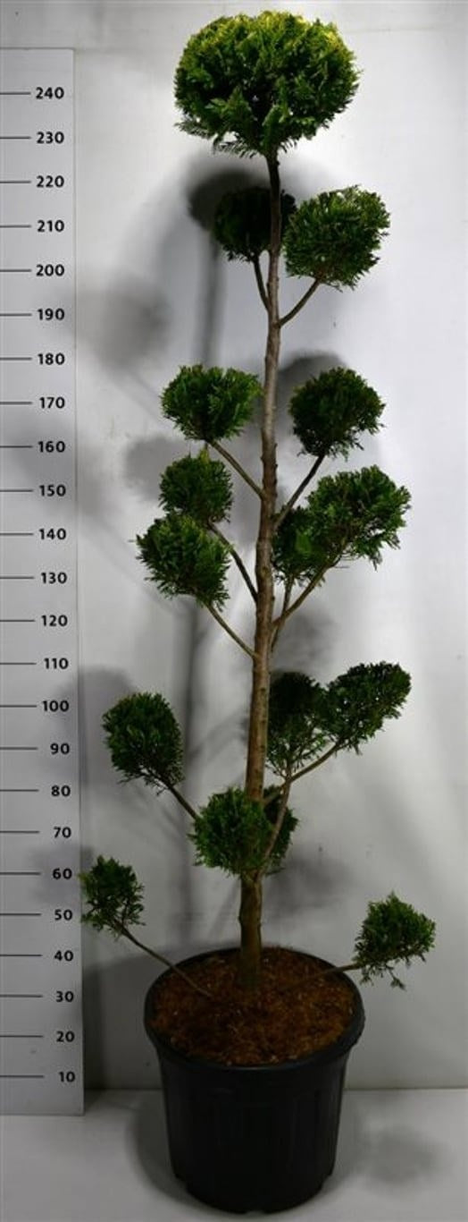 Cupressocyparis ley. Castlewellan 250cm 50cm Pot
