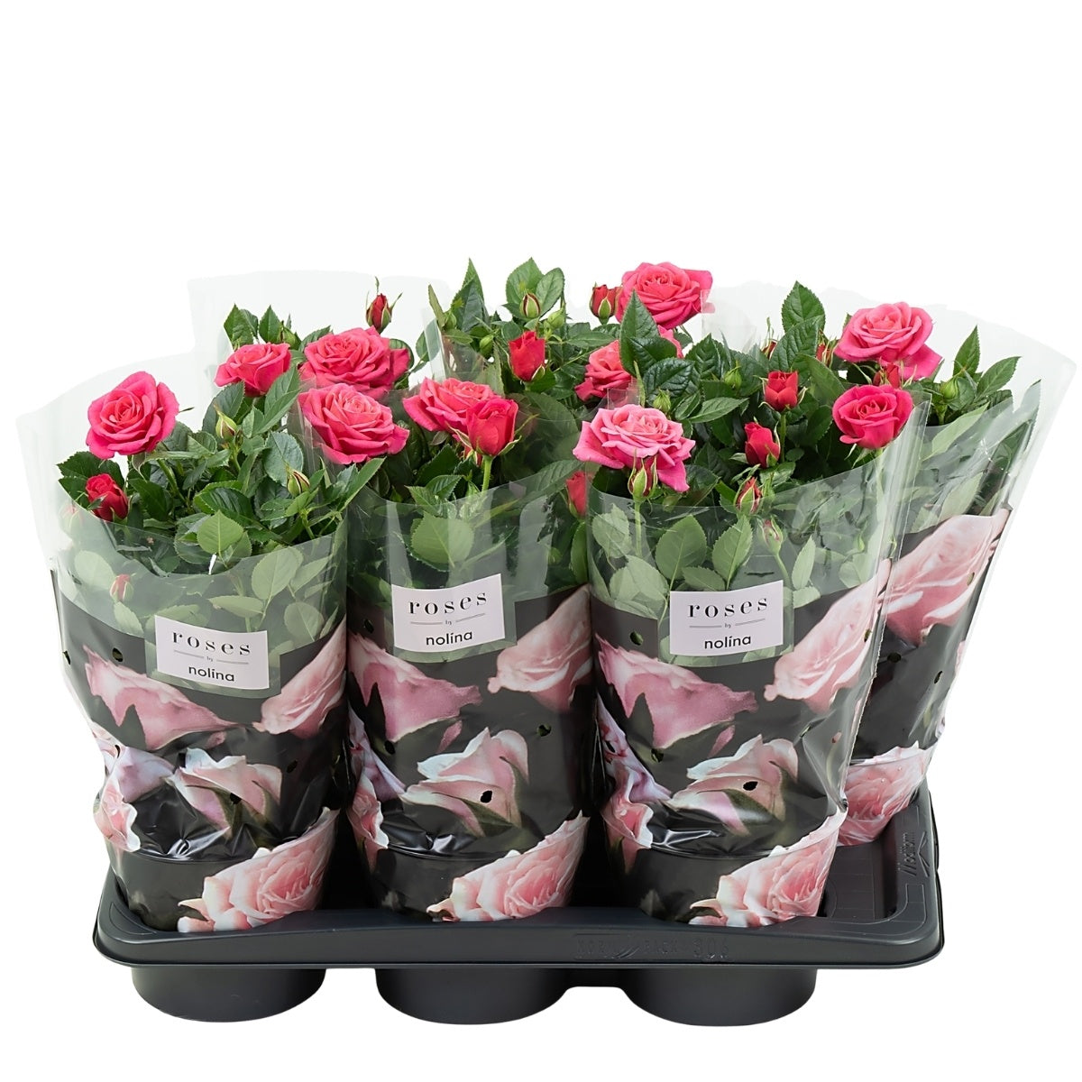 Rosa pink 45cm 17cm Pot
