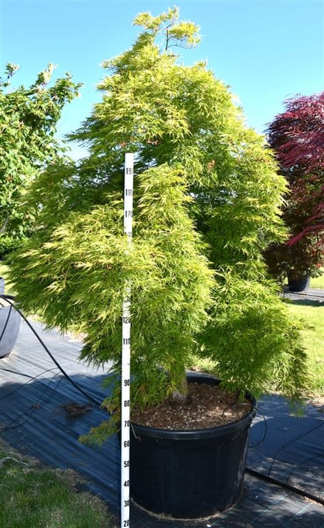 Acer Dissectum 325cm 80cm Pot