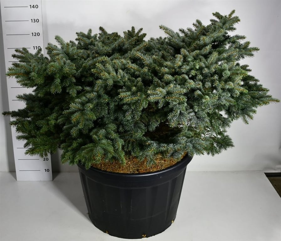 Picea pun. Glauca Globosa 200cm 83cm Pot