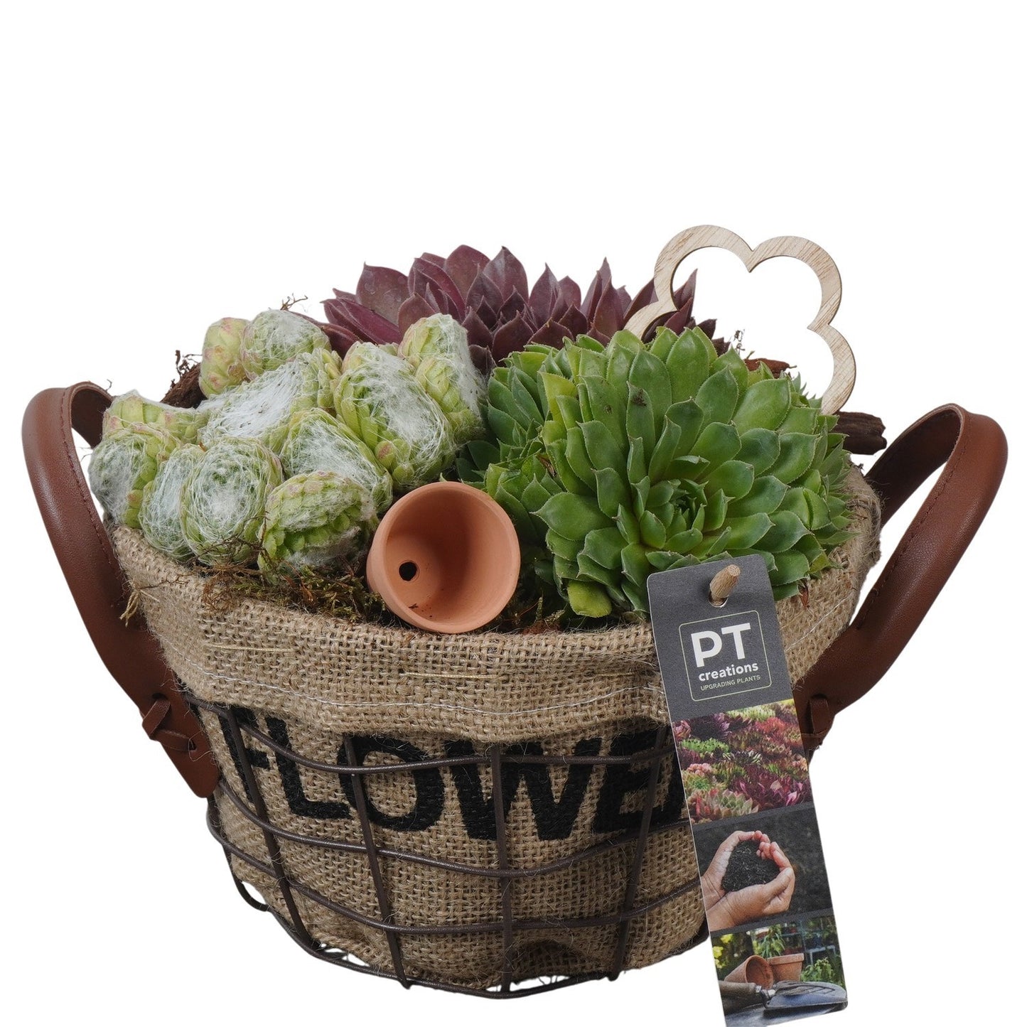 arr. Sempervivum 19cm 20cm Pot