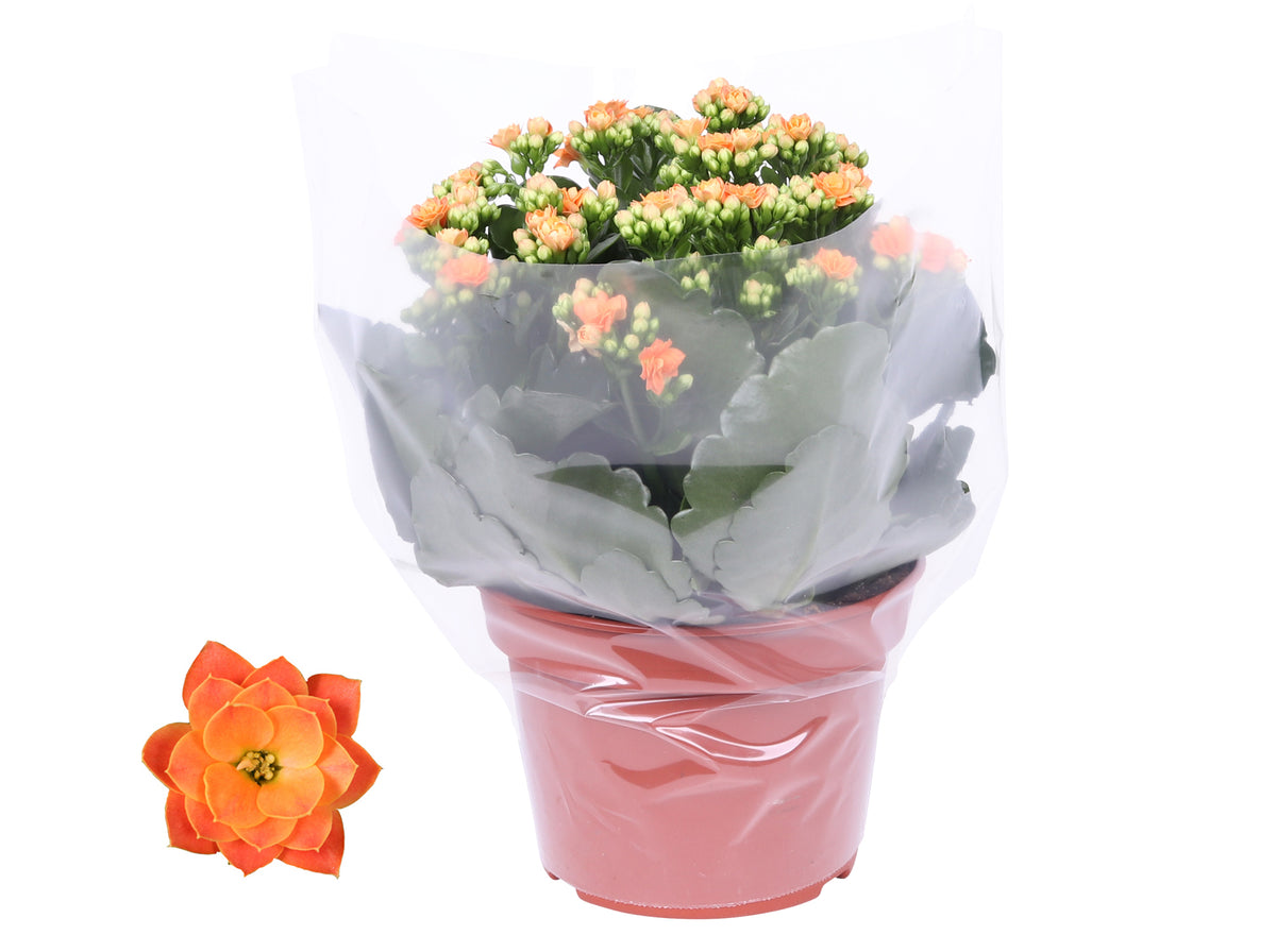 Kalanchoe Rosalina Don Pedro 27cm 15cm Pot