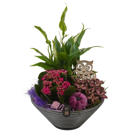 Indoor arrangement 28cm 19cm Pot