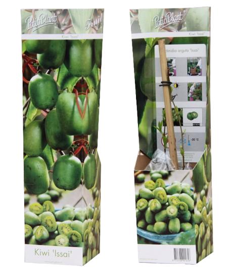 Valk BV Patioplant Actinidia arguta Issai (Hardy Kiwi) Pack of 12