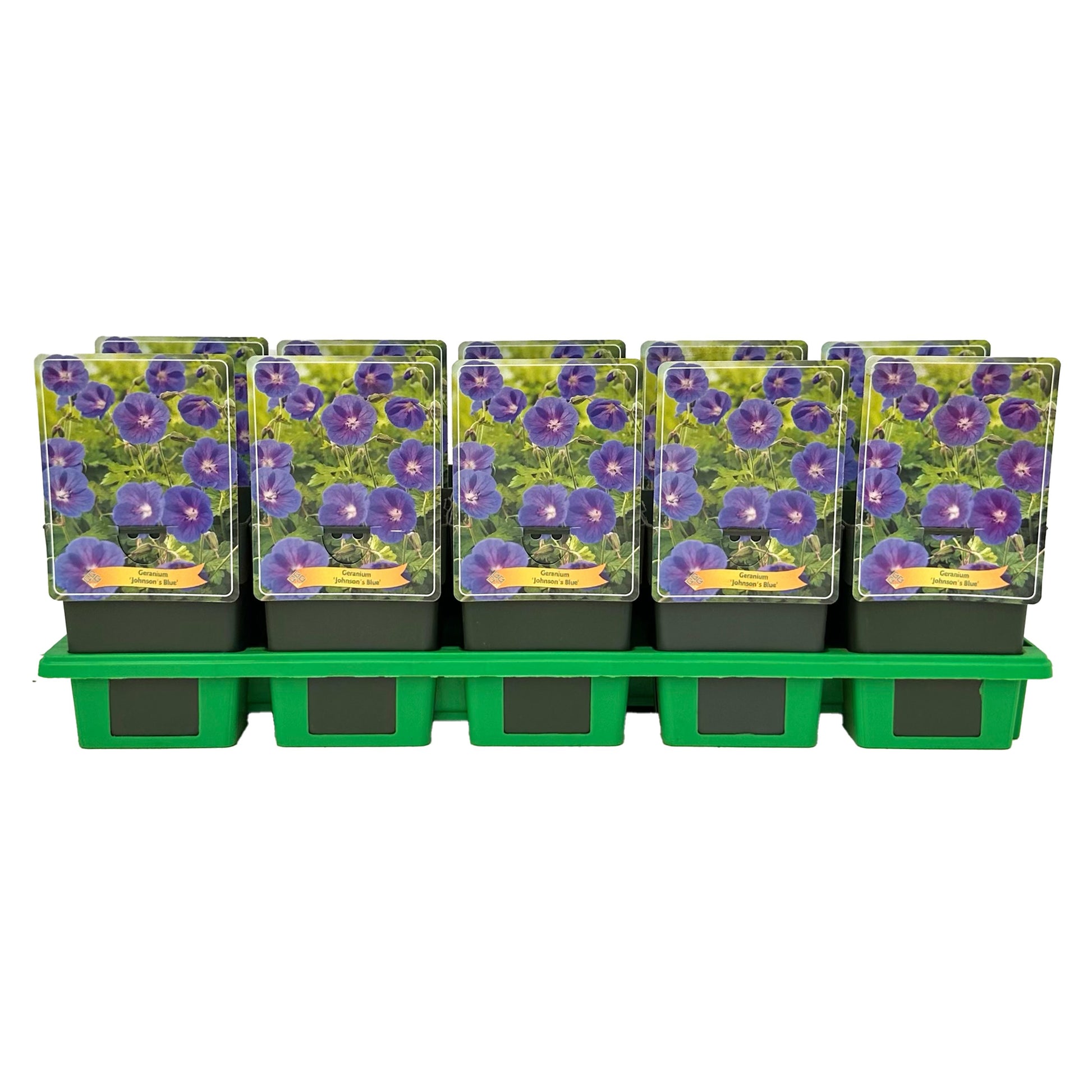 geranium-johnson-s-blue-25cm-11cm-pot