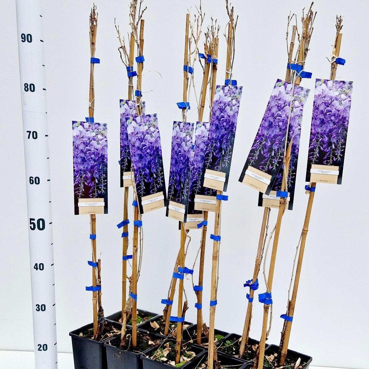 Wisteria Prolific 100cm 14cm Pot