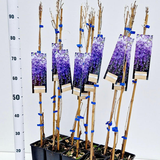 Wisteria Prolific 100cm 14cm Pot