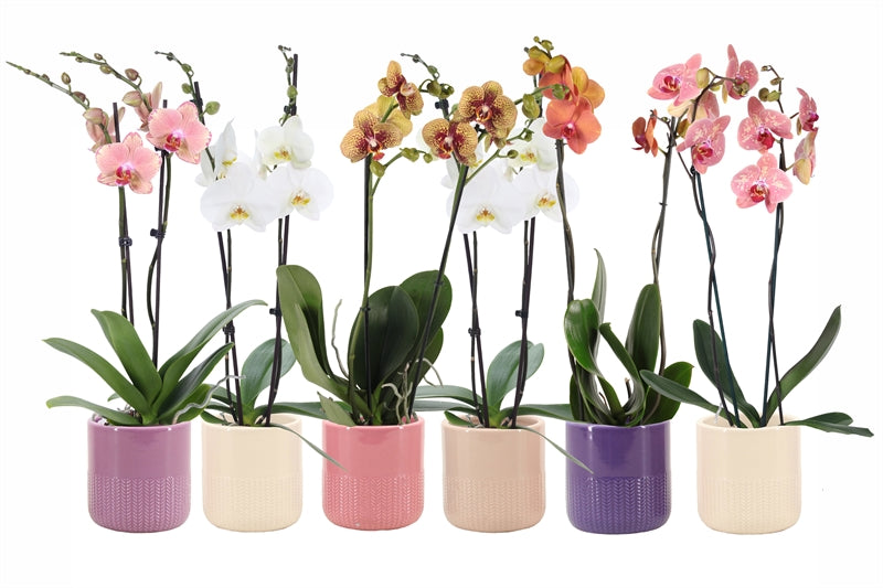 Phalaenopsis white 55cm 12cm Pot