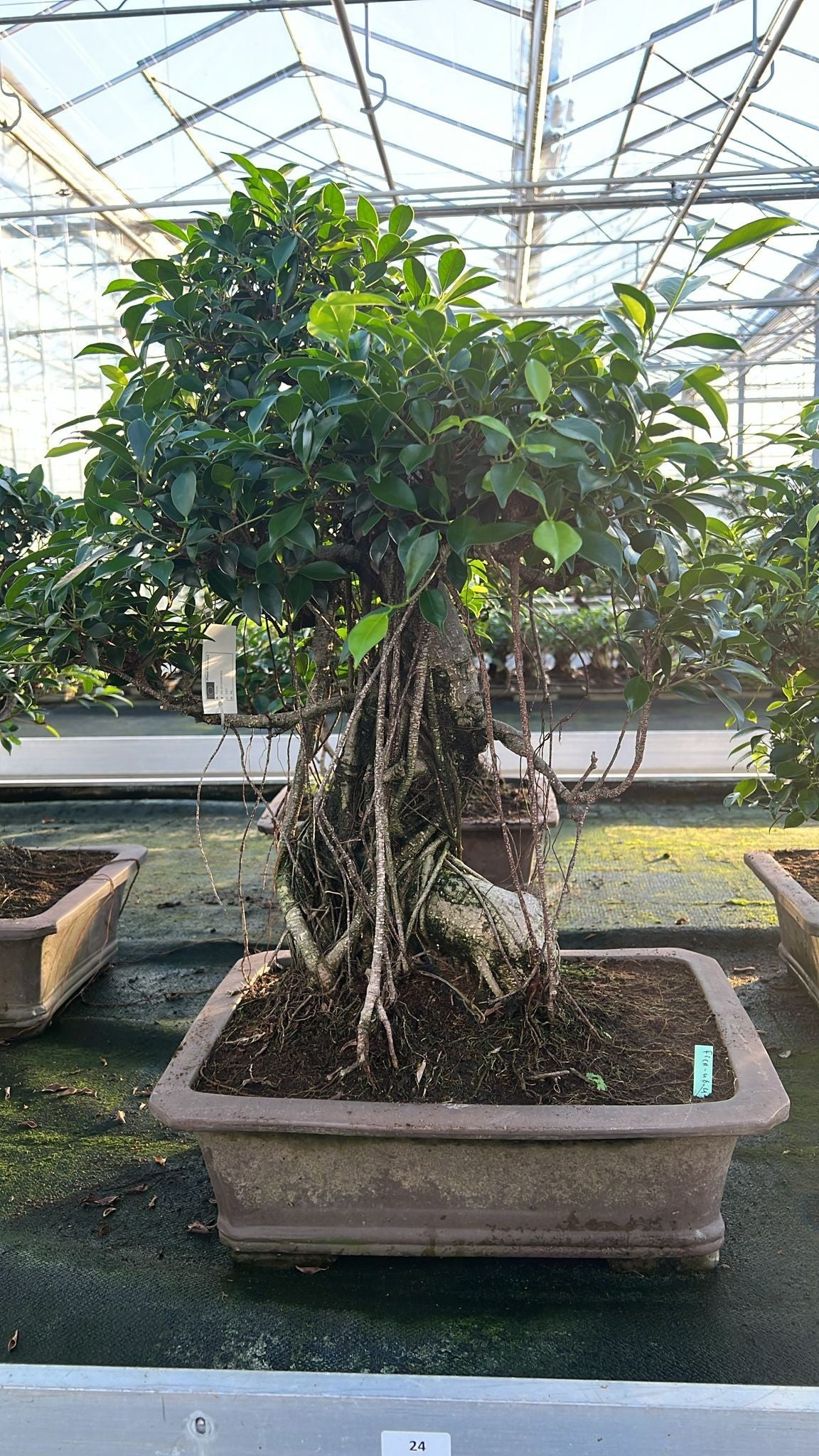 Bonsai Mix 80cm 46cm Pot