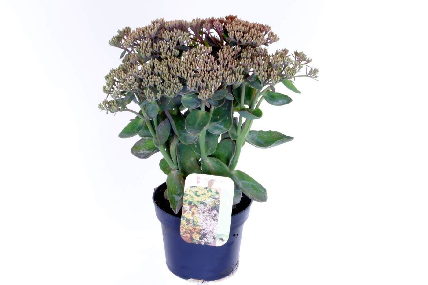 Noordpoel BV, Kw. de Sedum Pink Seduction Pack of 8