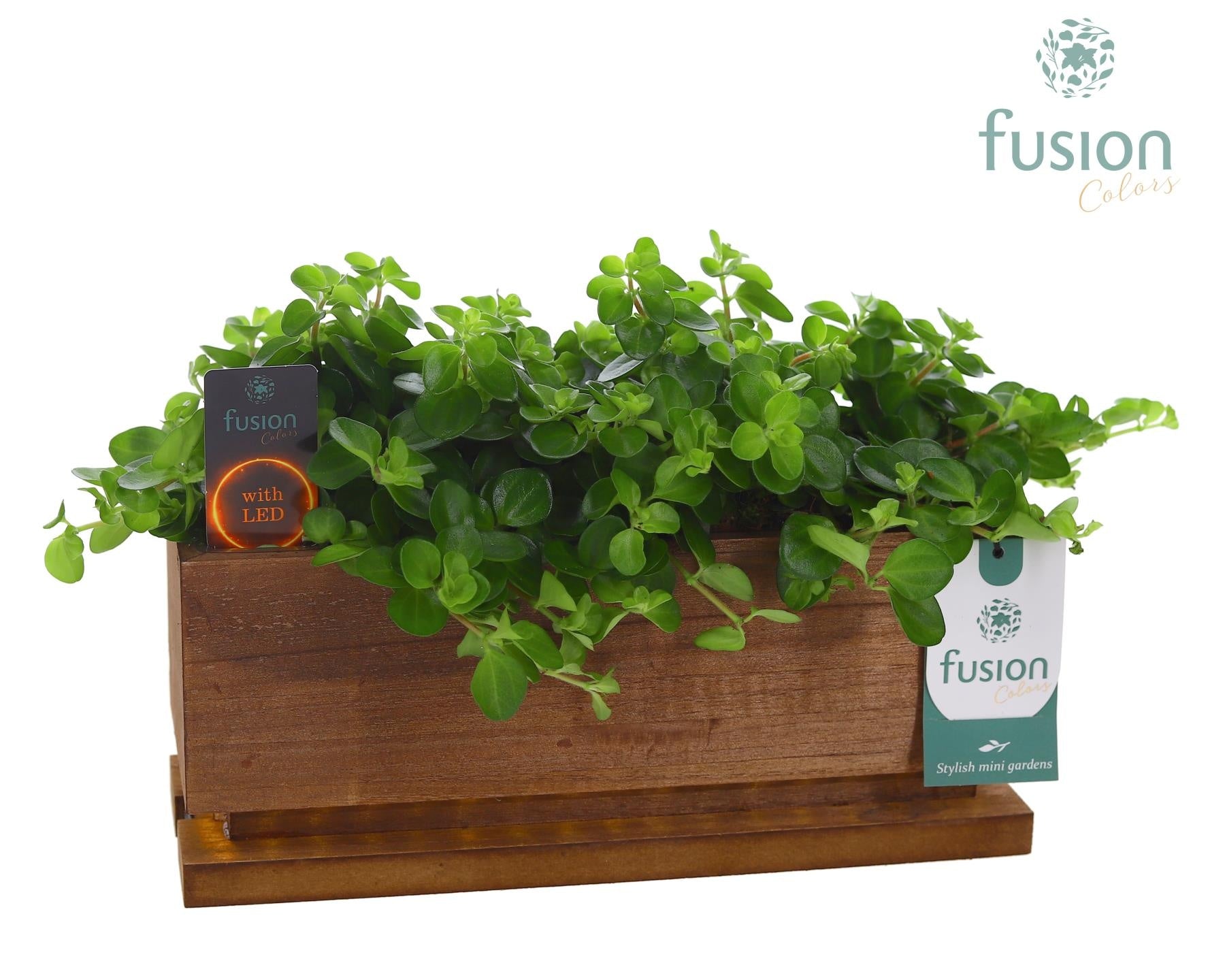 Fusioncolors BV The Lighting Garden LED Medium met groene planten Pack of 5