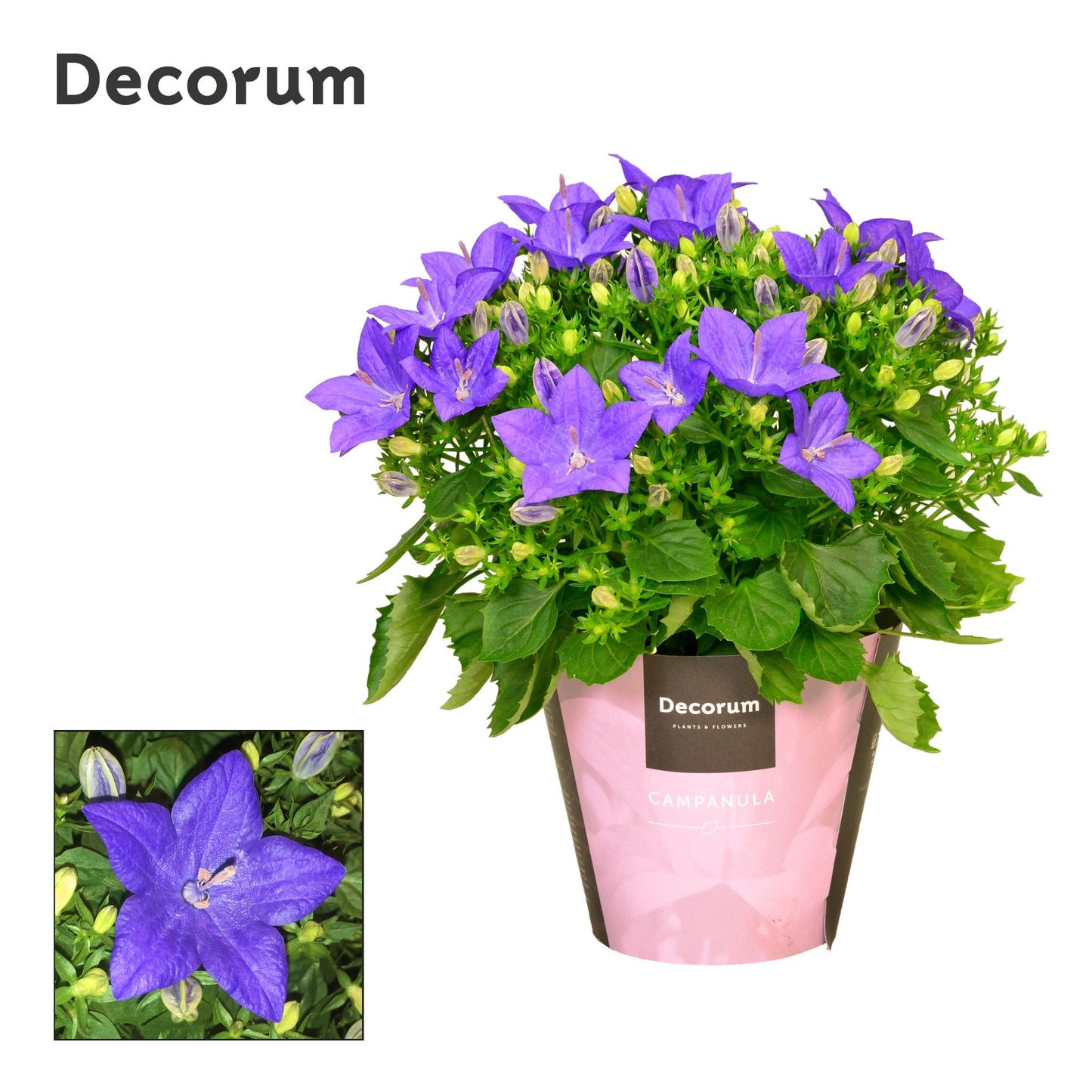 Campanula Napoli 20cm 11cm Pot
