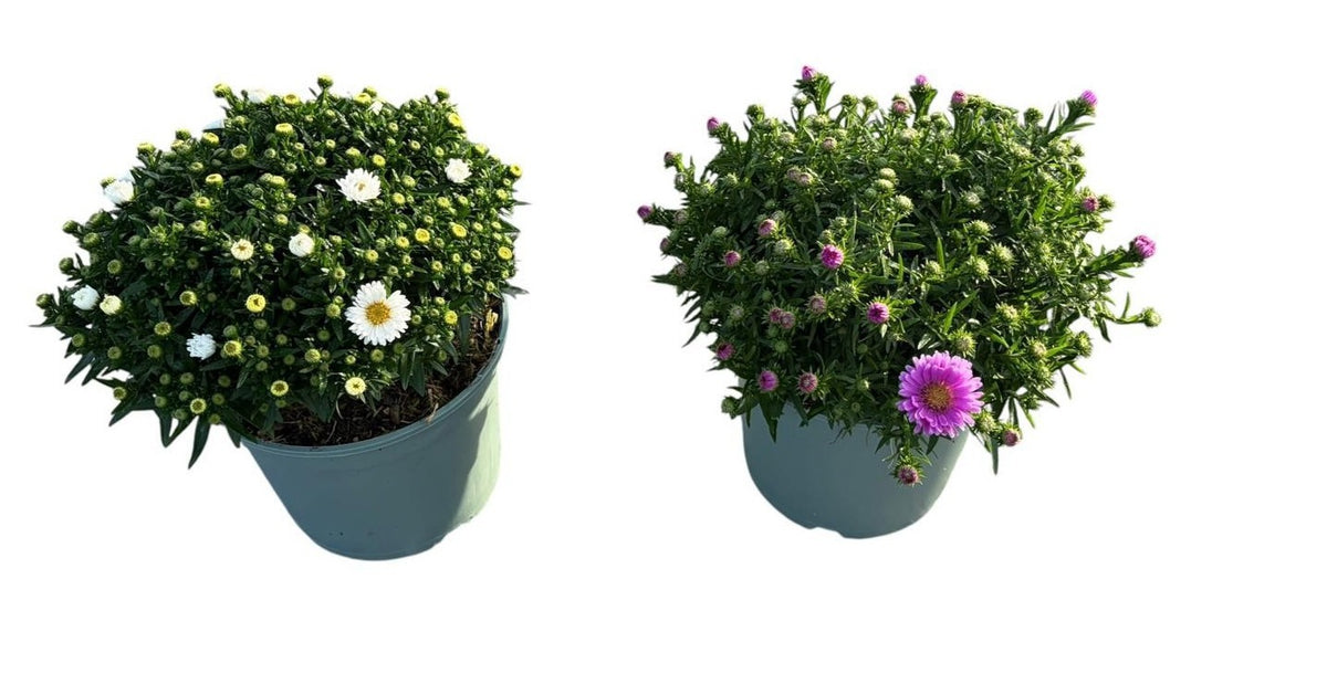 Aster Magic mix 40cm 17cm Pot